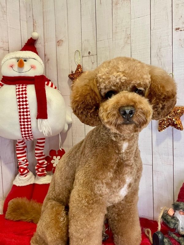 Trabajo de peluquería canina en Can Nora