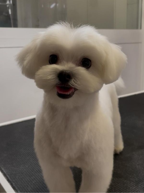 Trabajo de peluquería canina en Can Nora