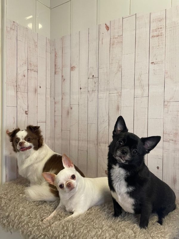 Trabajo de peluquería canina en Can Nora