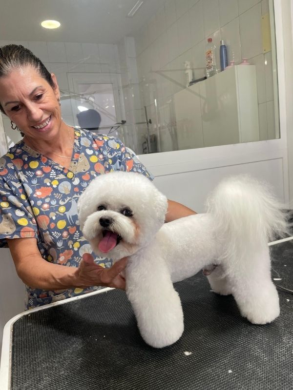 Trabajo de peluquería canina en Can Nora