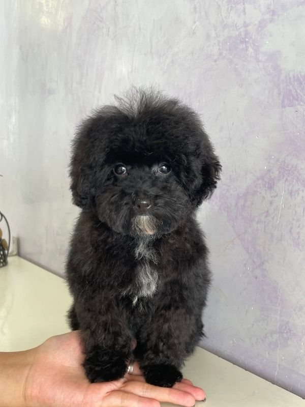 Trabajo de peluquería canina en Can Nora