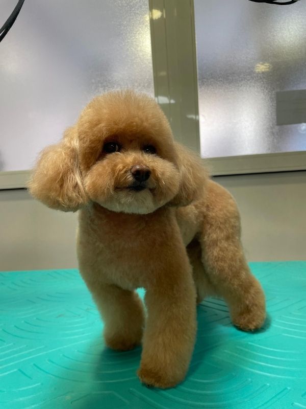 Trabajo de peluquería canina en Can Nora