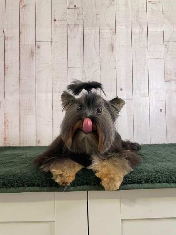Trabajo de peluquería canina en Can Nora