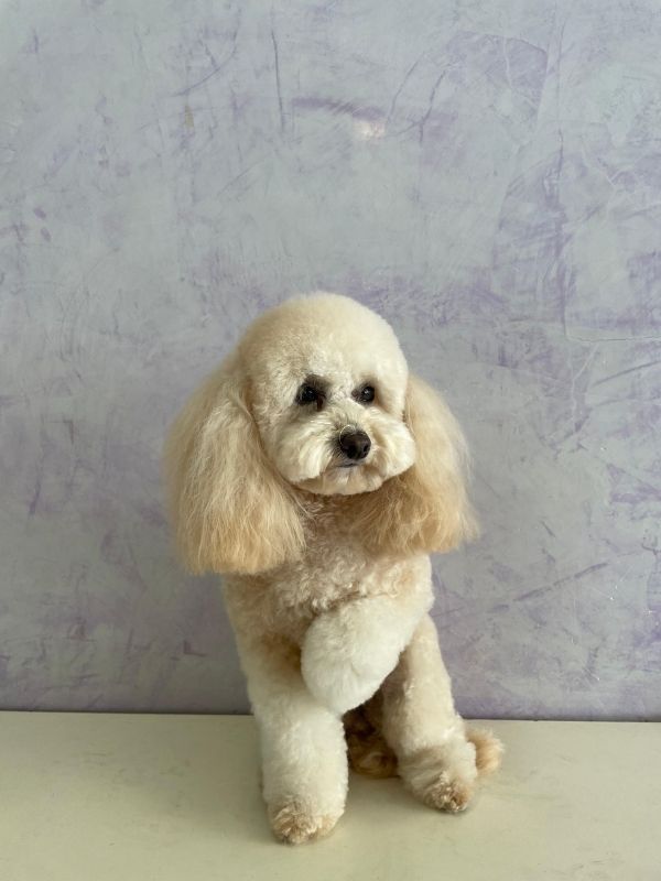 Trabajo de peluquería canina en Can Nora